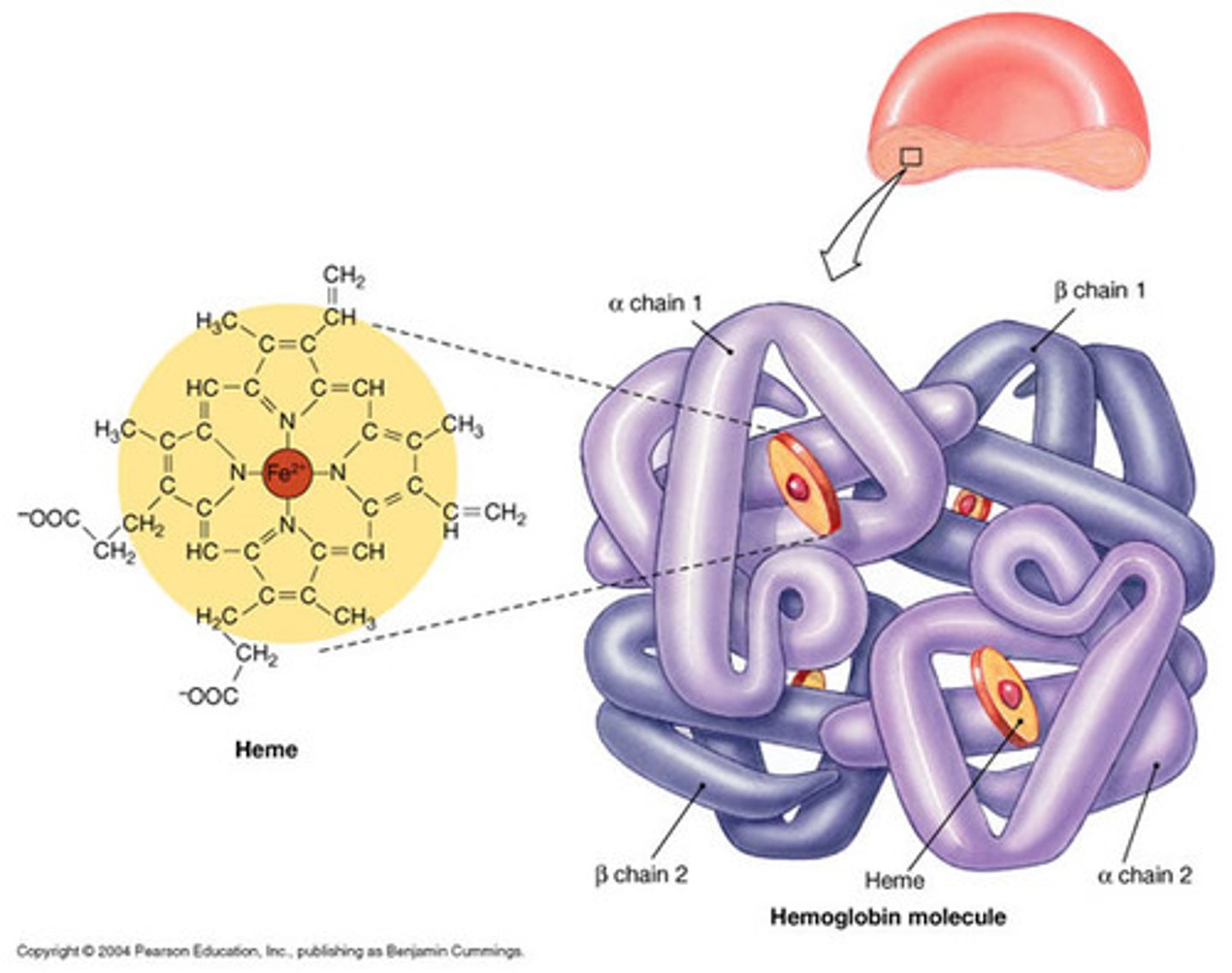 <p>spherical, water-soluble proteins.</p>