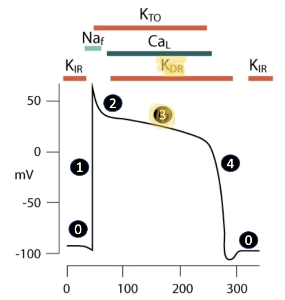 <ul><li><p>voltage-gated <span style="color: red"><strong><mark data-color="yellow" style="background-color: yellow; color: inherit"><u>L-type calcium channels (Ca<sub>L</sub>) OPEN</u></mark></strong><mark data-color="yellow" style="background-color: yellow; color: inherit">,</mark></span> bringing postively-charged Ca2+ ions into cell</p></li><li><p>this is <u>opposed</u> by the efflux of K+ ions through <strong><u>delayed rectifier potassium channels (K<sub>DR</sub>)</u></strong></p></li><li><p>two opposite electrical forces create plateau in membrane potential</p></li></ul><p></p>