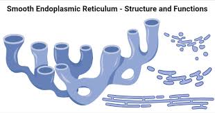 <ol><li><p>Produces lipids (phospholipids, cholesterol, and steroid hormones)</p></li><li><p>Detoxification of alcohol and drugs (especially in liver cells)</p></li><li><p>Stores calcium ions (especially in muscles cells)</p></li></ol><p></p>