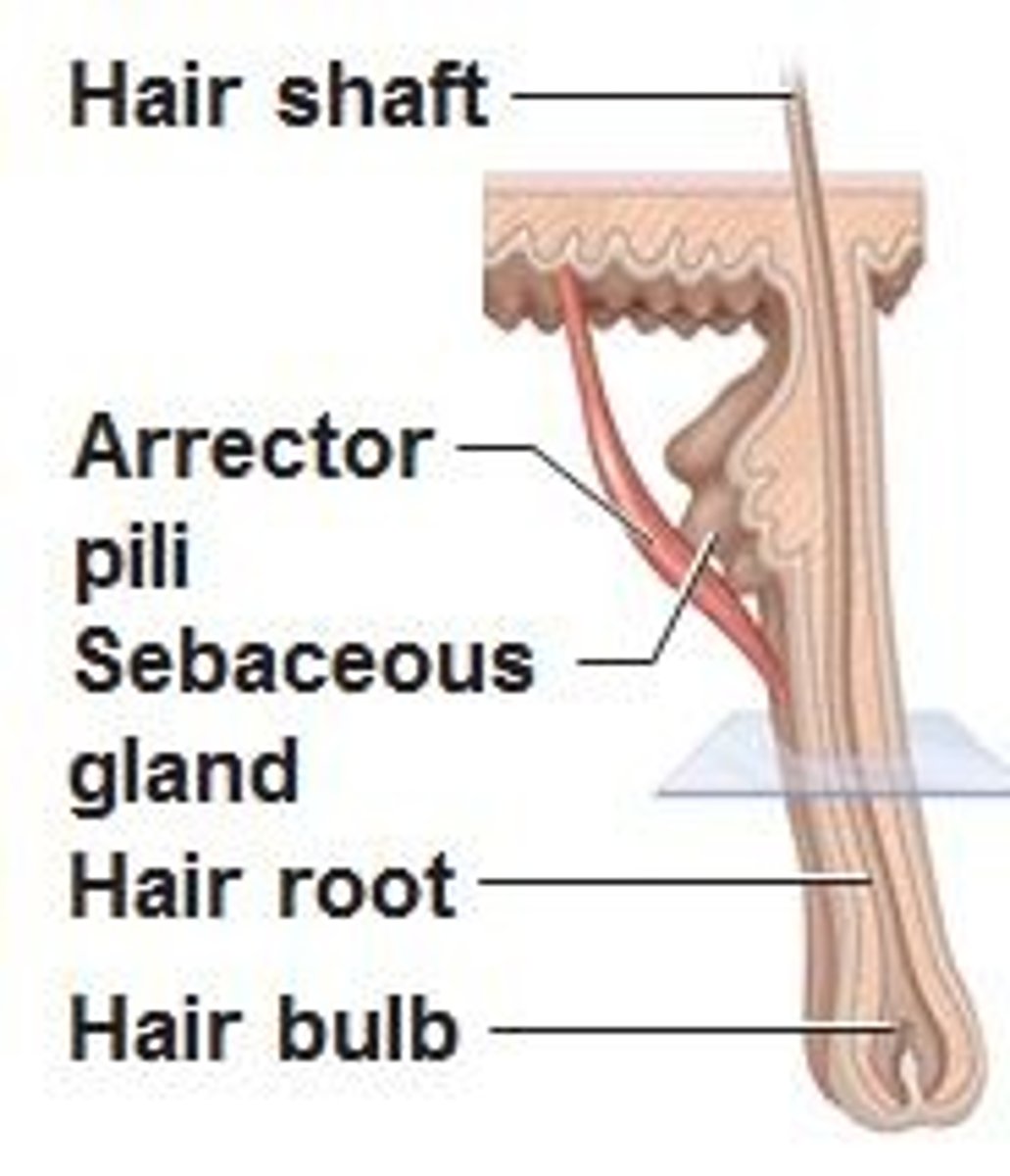 <p>small band of SMOOTH muscle attached to each HAIR follicle</p><p>- GOOSE pimple phenomenon</p><p>- autonomic nervous system control</p><p>- caused by cold, fear, tickling, or excitement</p><p>-ALARMS an approaching predator in nonhumans</p>