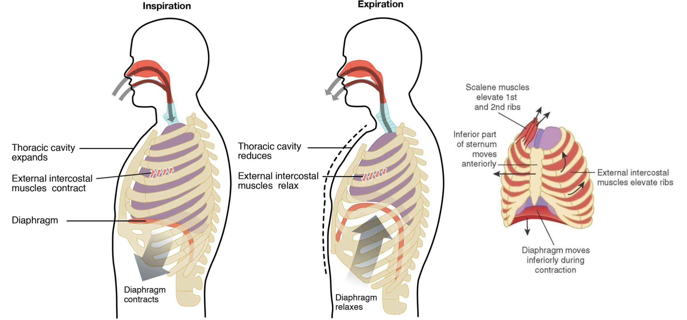 <p><strong>Pulmonary Ventilation</strong></p><ul><li><p><strong>Respiratory cycle</strong></p><ul><li><p>one sequence of inspiration and expiration</p></li><li><p>___ and the ____ intercostal muscles</p><ul><li><p>Additional muscles can be used if a bigger breath is required</p></li></ul></li></ul></li><li><p>2 major steps:</p></li></ul><ol><li><p><strong>Inspiration</strong></p></li></ol><ul><li><p>process that causes air to enter the lungs</p></li></ul><ol start="2"><li><p><strong>Expiration</strong></p></li></ol><ul><li><p>process that causes air to leave the lungs</p></li></ul><p></p><ol><li><p>Diaphragm contracts and moves ______</p></li><li><p>Larger thoracic cavity and more space for the lungs is created</p></li><li><p>_____ intercostal muscles contract</p></li><li><p>Ribs move ______ and outward, expanding the rib cage</p></li><li><p>Volume of thoracic cavity increases</p></li><li><p>Adhesive force of pleural ____ causes lungs to stretch and expand</p></li><li><p>Increase in volume leads to a ____ in intra-alveolar pressure (creating a pressure ____ than atmospheric pressure)</p></li><li><p>Pressure gradient created due to decrease in pressure</p></li><li><p>Pressure gradient drives air into the lungs.</p></li></ol>