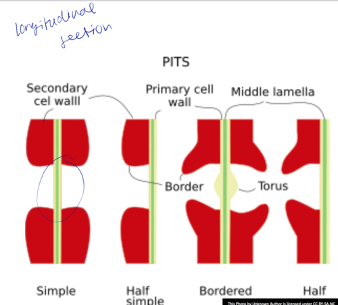 <p>o Cavities/discontinuities in thes econdary wall</p><p>o Secondary wall deposition, formed over the primary pit fields</p><p>o Usually occurs as pit-pairs</p>