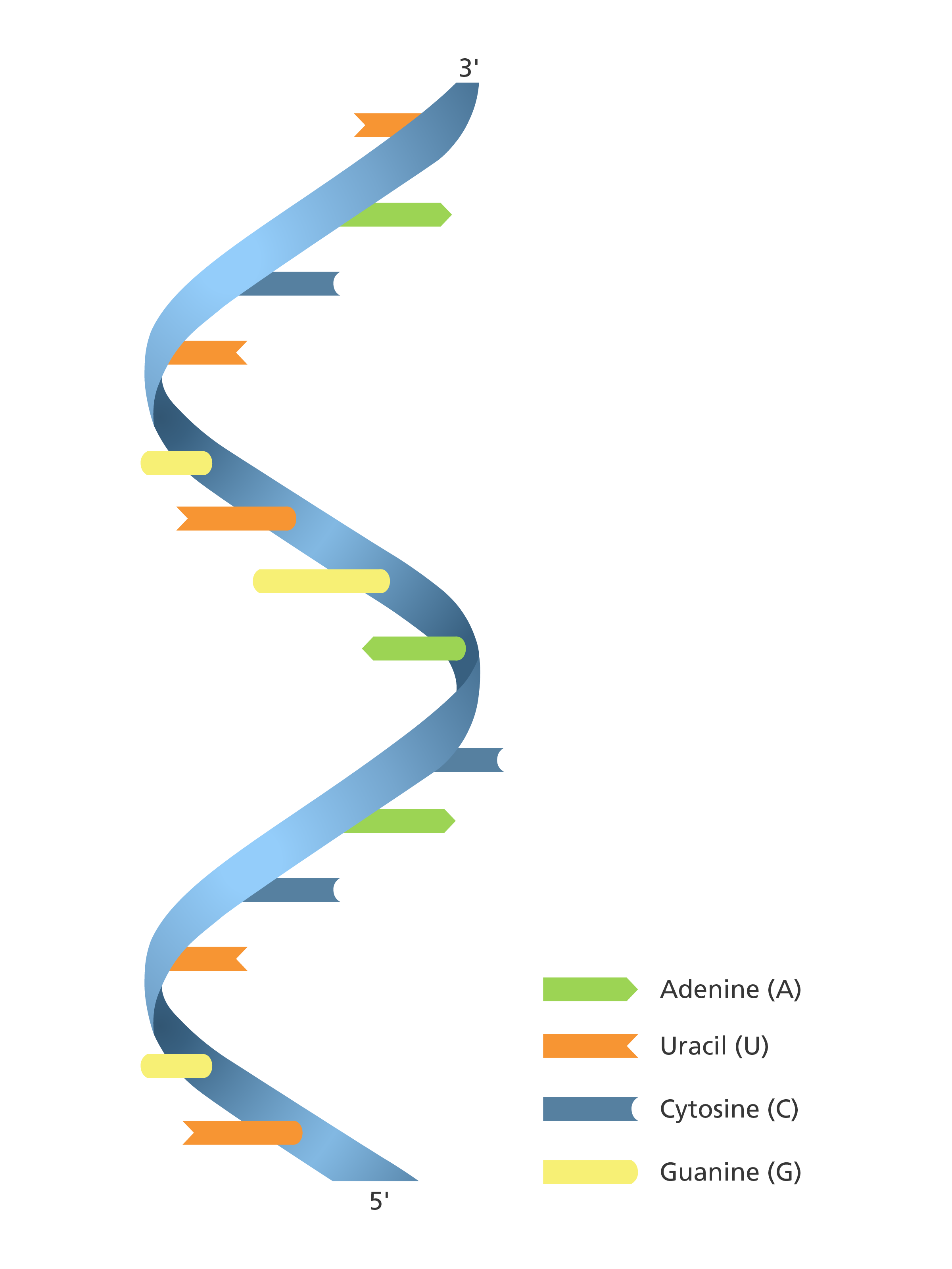 <p>Macromolecule - made of nucleotides; sends genetic information</p>