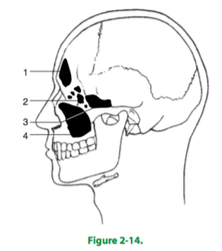 (A) maxillary sinus