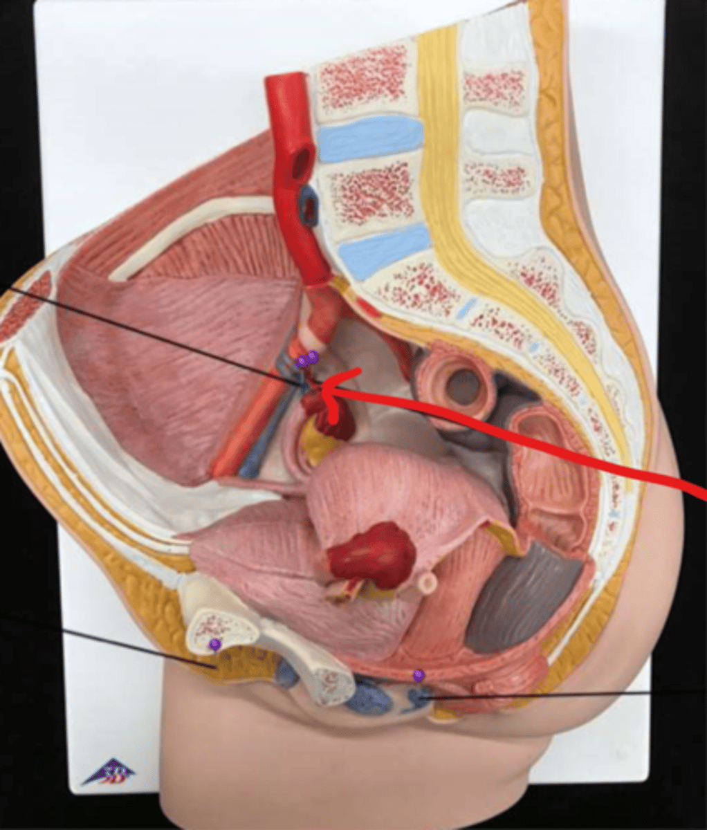 <p>supplies blood to the ovaries</p>