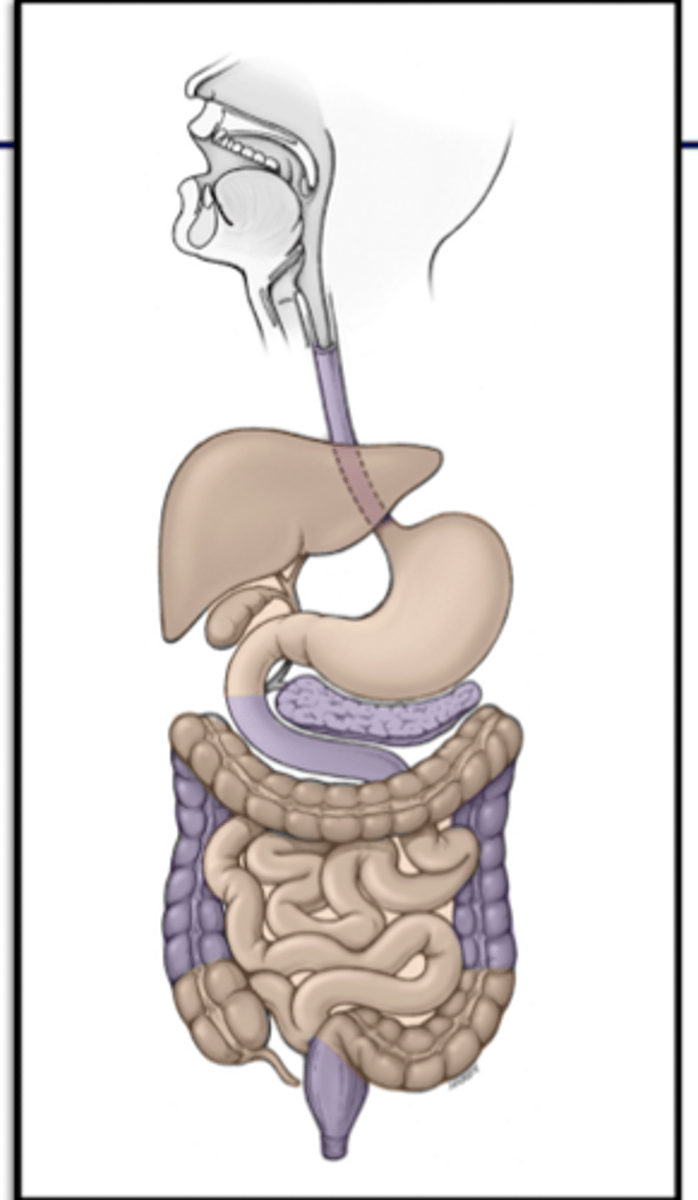 <p>posterior to peritoneal sac</p>