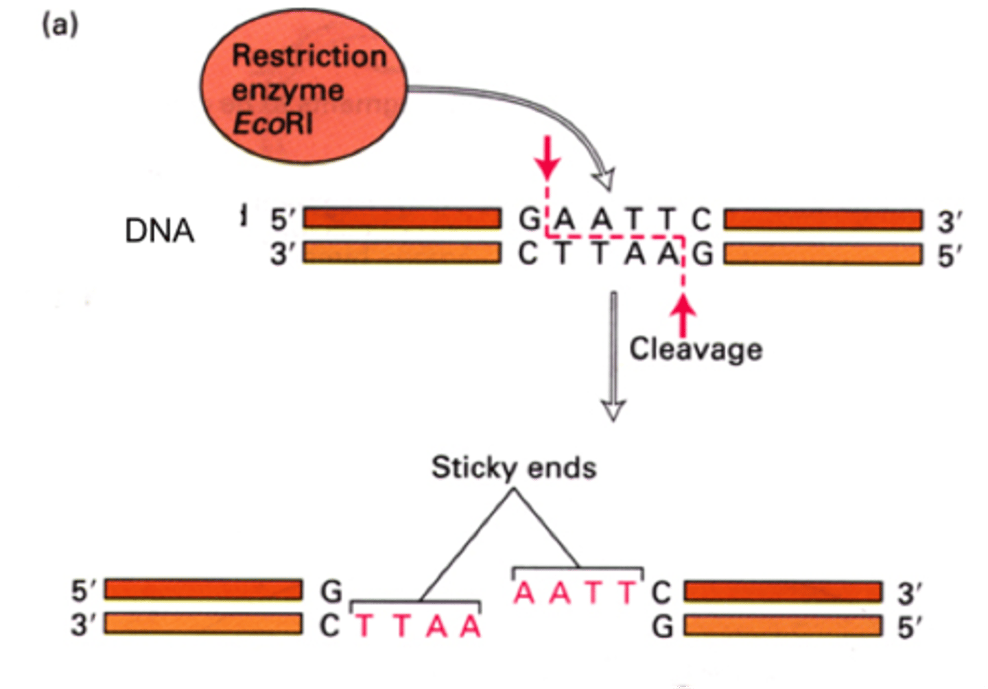 <p>Is the process of cutting DNA molecules with restriction enzymes</p>