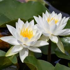 <p>American White Waterlily</p>