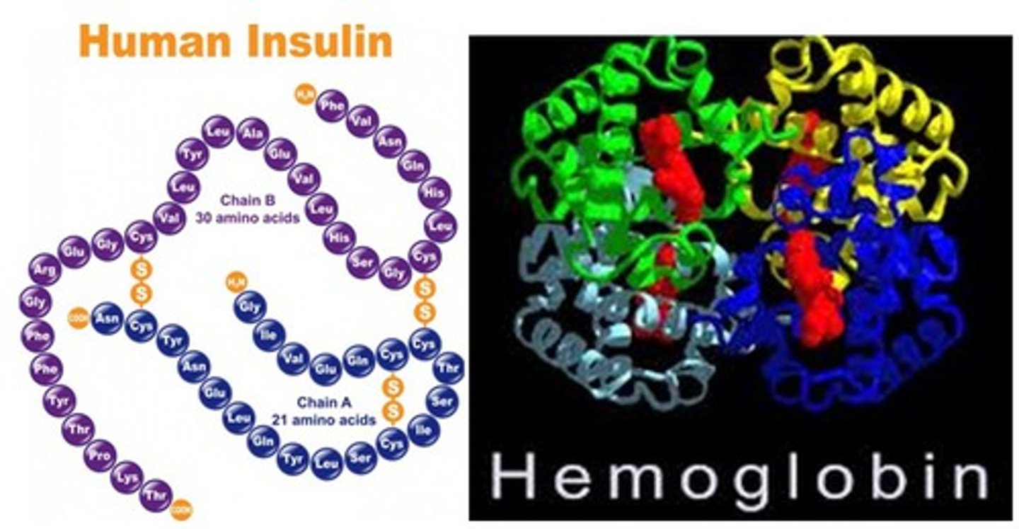 <p>macromolecule that serves multiple functions in the body, such as - storage, transport, regulation, movement, structure, enzyme activity, and immunity </p>