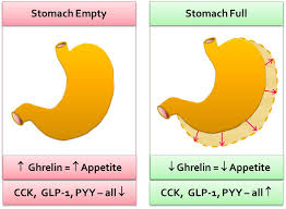 <p>A hormone that stimulates appetite and signals hunger to the brain. </p>