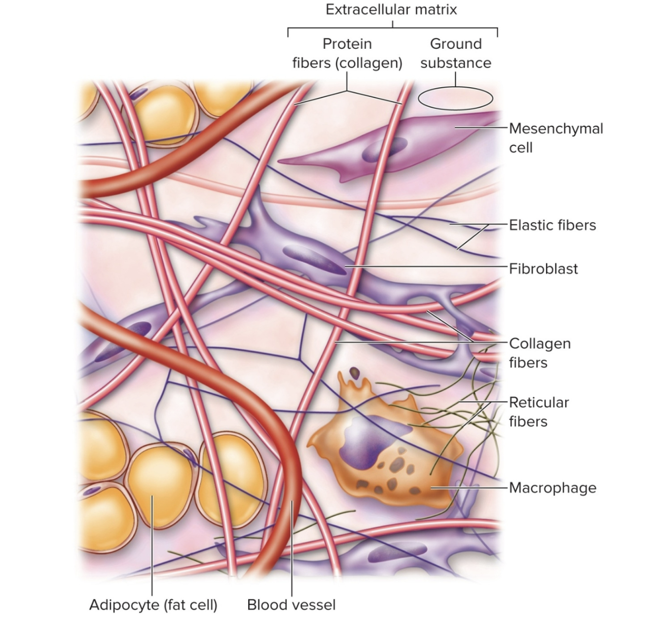 <p>What tissue is this?</p>