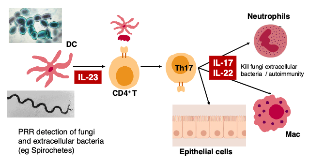 <p>proinflammatory – neutrophils, macrophages and epithelial cells</p>