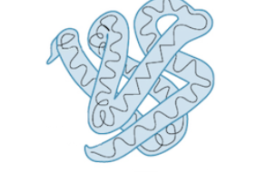 <p>What level of protein structure is this ?</p>