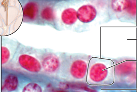 <p>Simple Cuboidal Epithelium</p>