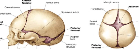 <p>soft spots on a newborn’s head where ossification has not been completed yet</p>