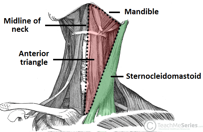 <p>Muscles of the Anterior Triangle</p><p>• Mylohyoid</p><p>• Geniohyoid</p><p>• Stylohyoid</p><p>• _____</p><p>• Sternohyoid</p><p>• Omohyoid</p><p>• Sternothyroid</p><p>• Thyrohyoid</p>