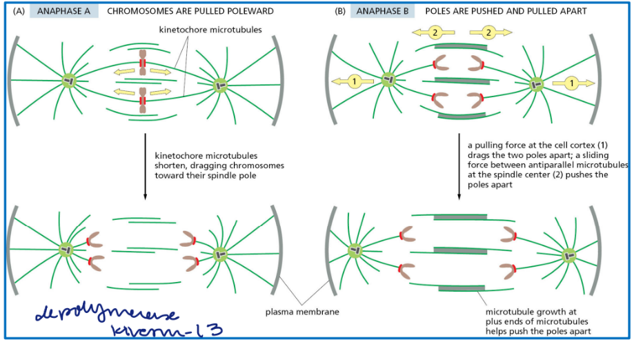 <p>A. sister chromatid / chromosome separation -→ shortening kinetochore</p><p>B. spindle elongation = more pole separation + central spindle elongation</p><p></p>