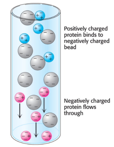 <ul><li><p>separates amino acids/peptides based on net charge</p></li><li><p>pl = pH when polypeptide is neutral</p></li><li><p>cation exchange resins binds (+) charged peptides while anion exchange resins attracts and binds (-) charged polypeptides</p></li><li><p>proteins can be eluted by increasing salt concentration/changing pH</p></li></ul>