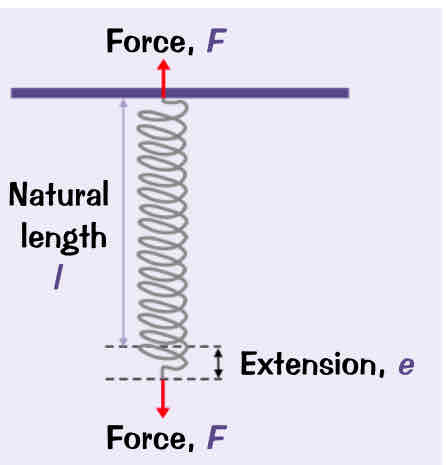 <ul><li><p>if spring is supported at top &amp; then a weight is attached to bottom it stretches</p></li><li><p>extension of stretched spring (other elastic objects) is directly proportional to the load/ force applied - F<strong>∝e</strong></p></li><li><p><strong>F=ke,  F→force (N), k→ spring constant (N/m)</strong>, e→ extension (m)</p></li><li><p>spring constant depends on material that u r stretching - a stiffer spring has a greater spring constant</p></li><li><p>this equation also works for compression (where e is just the diff between the natural &amp; compressed lengths - the compression)</p></li></ul>