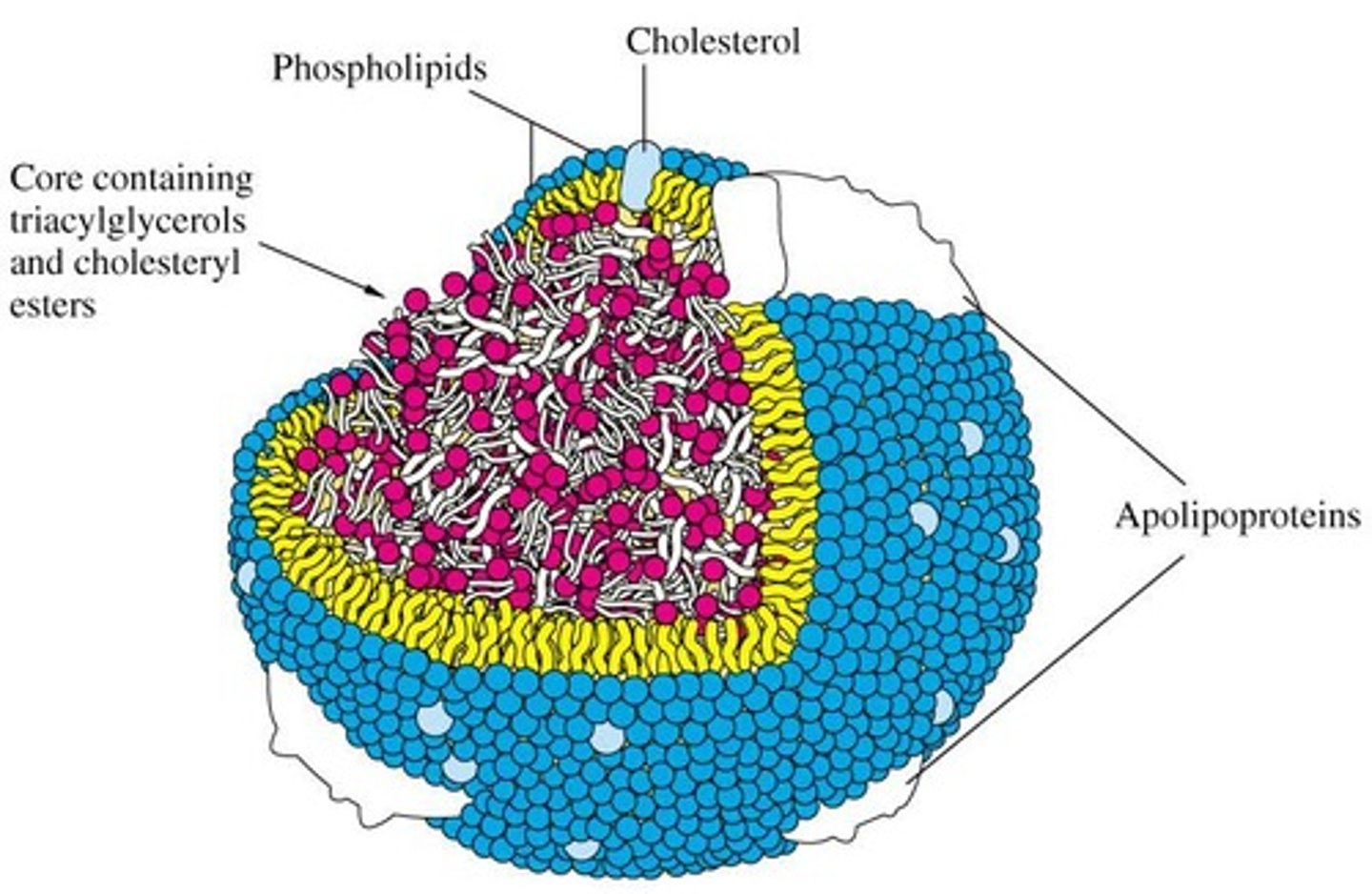 <p>Combinations of lipids and proteins that form parts of the cell membrane</p>