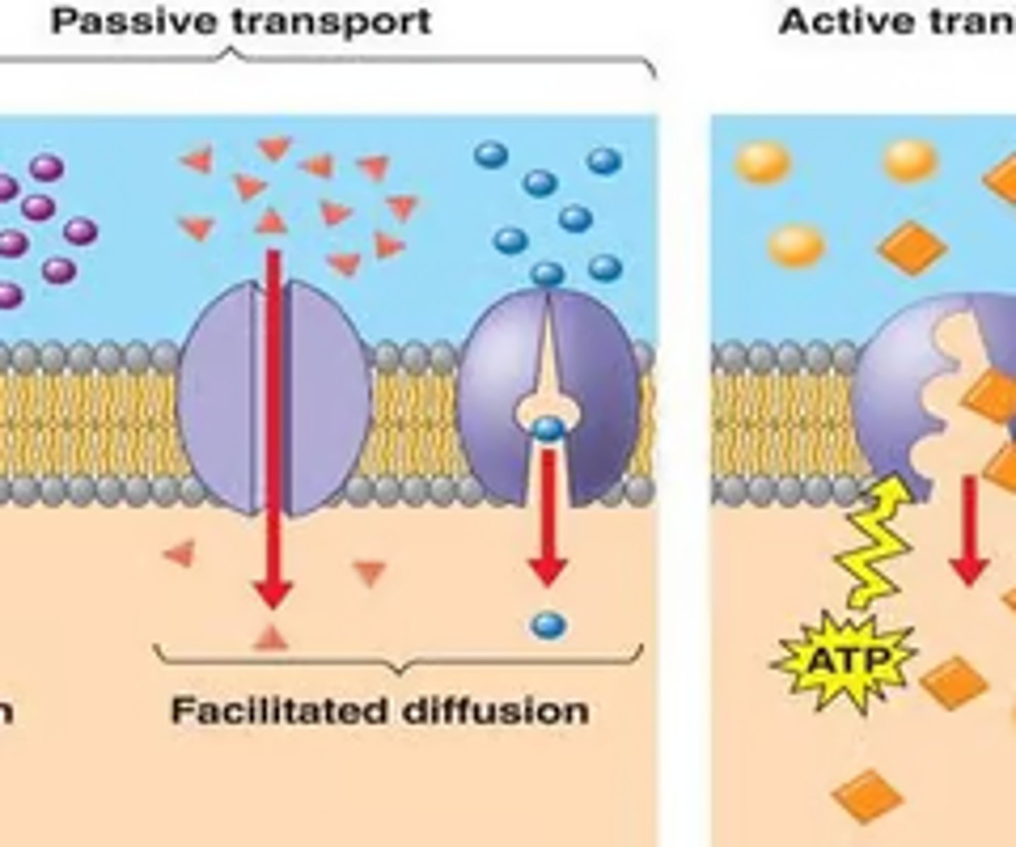 <p>channel proteins exist usually for one or a very small amount of molecules. This is ultimately a hydrophilic channel that allows molecules to enter and leave the cell.</p><p>Carrier proteins can exist as integral and peripheral. These molecules can bind to a molecules based on size and change shape to allow the molecules to pass through the bilayer. THey usually allow any molecue of the appropriate size through.</p>