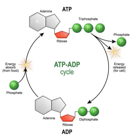<p>Review - Energy Cycling</p>