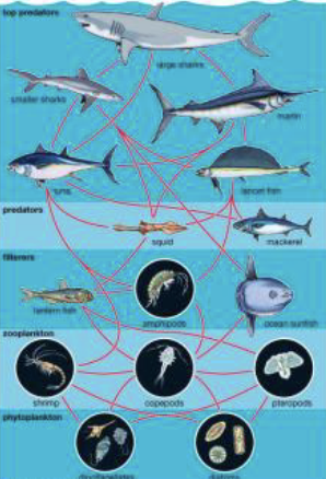 <p>Diagrams showing multiple <strong>trophic connections</strong> among organisms </p>