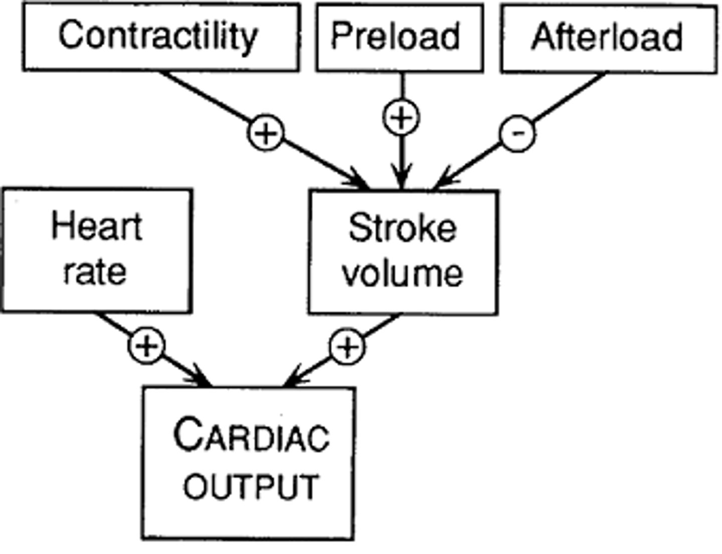 <p>measurement of the amount of blood ejected per minute from either ventricle of the heart</p>