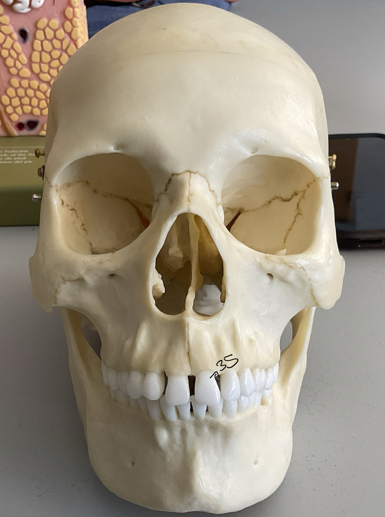 <p>35</p>