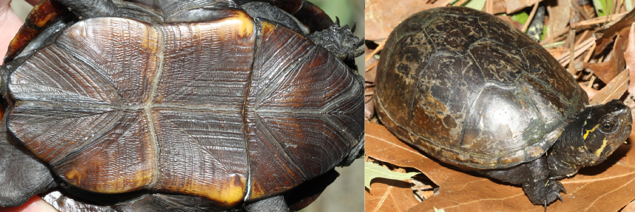 <p>Eastern Mud Turtle, FL native, live in SE USA, brown as adult, black and orange as young, triangular scutes on plastron</p>