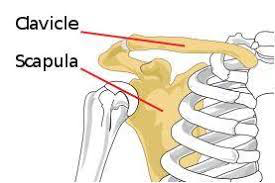 <ul><li><p>No direct bony connection with axial skeleton</p></li><li><p>No clavicle to join the scapula with sternum</p><ul><li><p>(Incomplete) Pectoral girdle</p><ul><li><p>Common only in primates also rabbits; not in dogs or cats</p></li></ul></li></ul></li></ul><p></p>