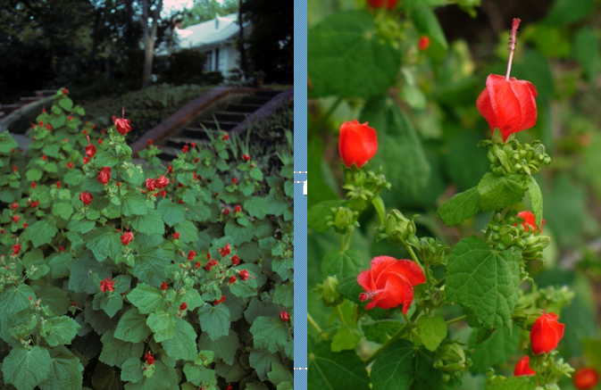 <p>Dwarf Turks Cap </p>