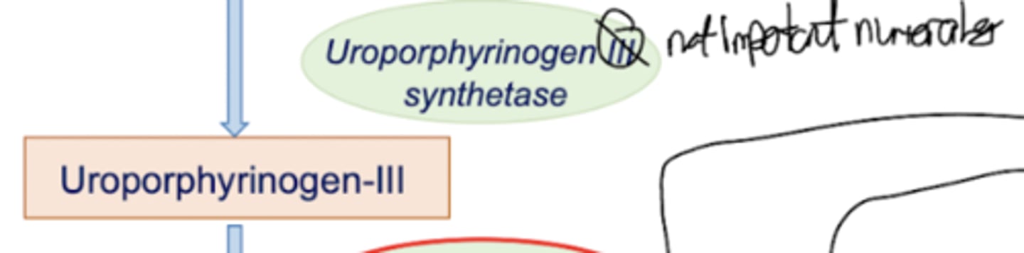 <p>Hydroxymethylbilane is converted into Uroporphyrinogen-III by Uroporphyrinogen-III synthase. This enzyme is not an emphasized step, and thus does not get any cool points.</p>
