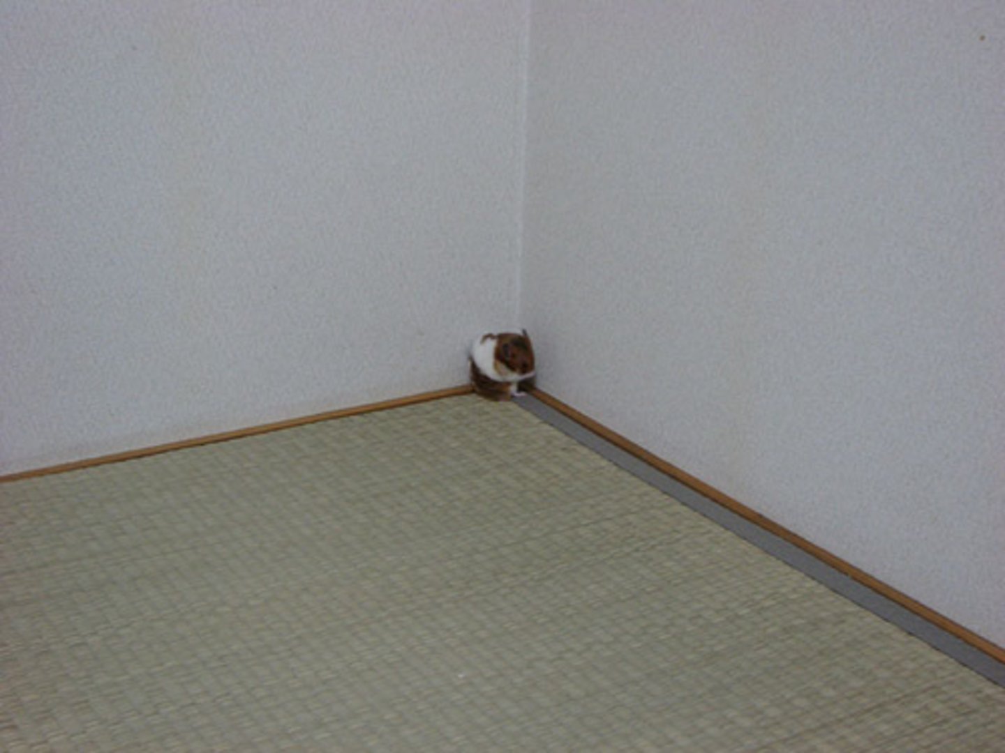 <p>Góc</p>