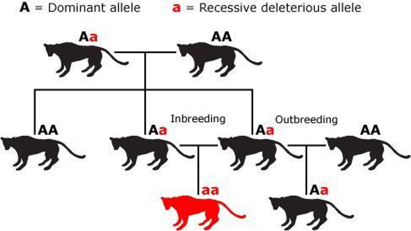 <p>Reduced fitness from mating closely related individuals.</p>