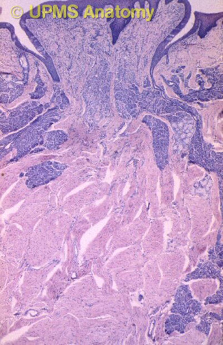 <p>- Specialiserad mucosa som finns på tungan och bidrar till smaksinnet</p><p>- Smaklökarna sitter på papillans sida i vallgravarna</p><p>- Sidorna är inte keratiniserade men toppen är det</p>