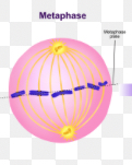 <p>What happens during <em>Metaphase</em>?</p>