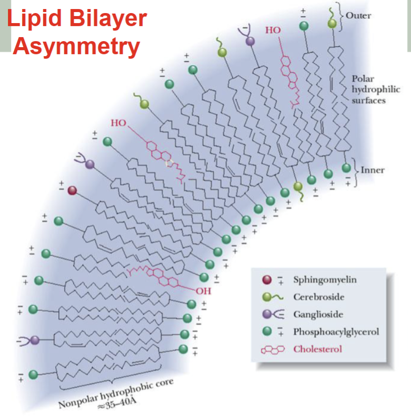 <p>Lipid Bilayer Asymmetry </p>