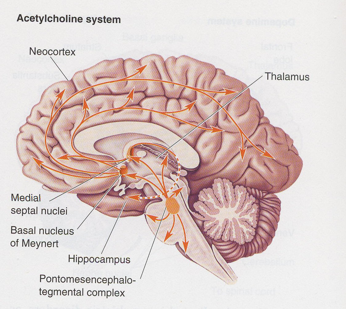 <p>Cholinergisch systeem </p>