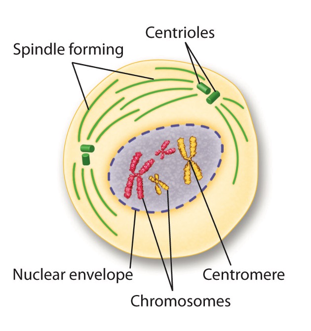 <p>genetic material inside the nucleus condenses and the duplicated chromosomes become visible</p>