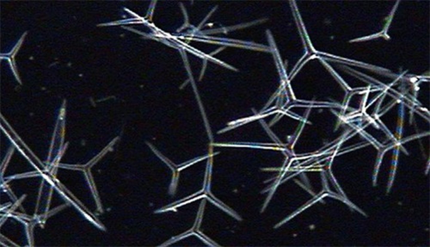 <p>Present in cell wall of sponge. What is it?</p>