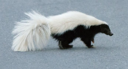 <p><span style="font-family: &quot;Times New Roman&quot;, serif;"><span>Hog-nosed skunk</span></span></p>