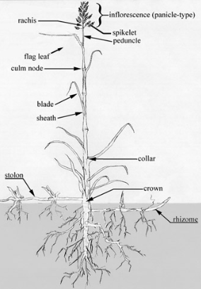 <p>Herbs and legumes (nitrogen fixing) among the grasses. Turns nitrogen gas into a useable form (ammonia) that the grass can absorb from the soil. Many plants possess rhizomes (underground stems) and are wind pollinated. horizontal underground stem which puts out lateral shoots. Soils generally fertile, deep and rich in nutrients (Bread baskets of the world). G<span>rasses have three strata (layers) – roots, growth at ground level, and taller foliage. Half of growth may be below ground. Grazed taller foliage will grow back. Taller foliage above ground adapted to withstand strong winds, fires, extreme temperature changes → flexible soft stems that bend with the wind without breaking while having a deep root system to anchor them to the ground (flexibility over rigidity).</span></p>