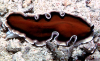 <p>Platyhelminthes</p>