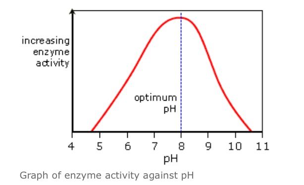 <p><span style="color: red;">Describe </span>and <span style="color: purple;">explain </span>how pH effects the rate of enzyme controlled reactions, using the graph below</p>