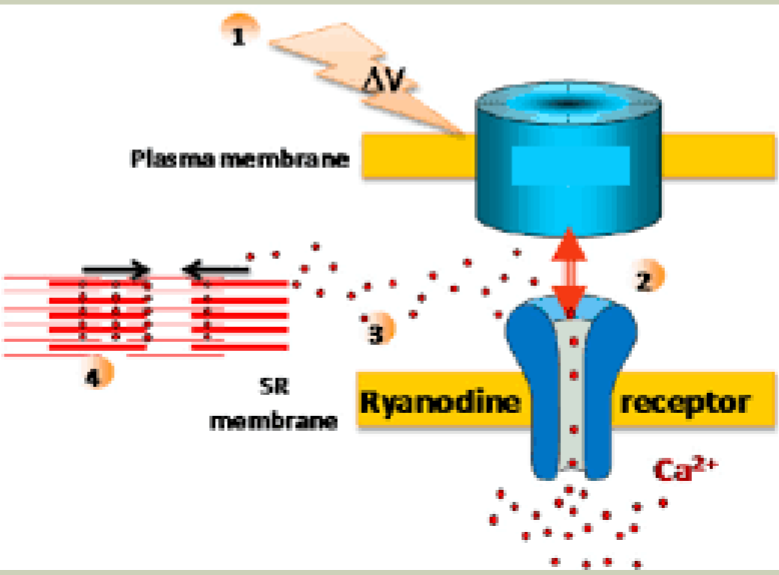 <p>Ryaninodine binds to RyR receptors (DHPR)</p><p>→ conformational change of protein, trigger Ca release from SR as AP travels down T-Tubles</p>