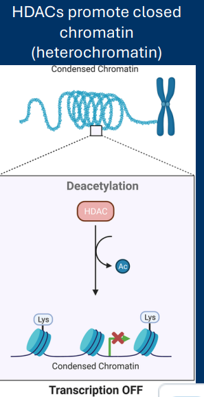 <p><strong>Histone deacetyl transferases (HDACs) </strong></p><p>• Remove acetyl groups from histones </p><p>• Increase DNA/histone interaction </p><p>• Decrease gene expression</p><p>-releases + = condense</p><p> ->decrease of turn off gene expression</p>