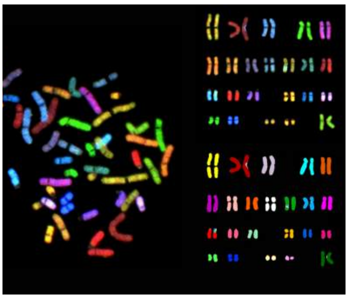 <ul><li><p>Fix/crosslink the cells.</p></li><li><p>Use a hypotonic solution to spread at metaphase (solution with a lot of water and low solute. This allows the metaphase chromosomes to spread out.</p></li><li><p>Hybridization of specific probes leads to fluorescence and downstream analysis.</p></li></ul><p></p>