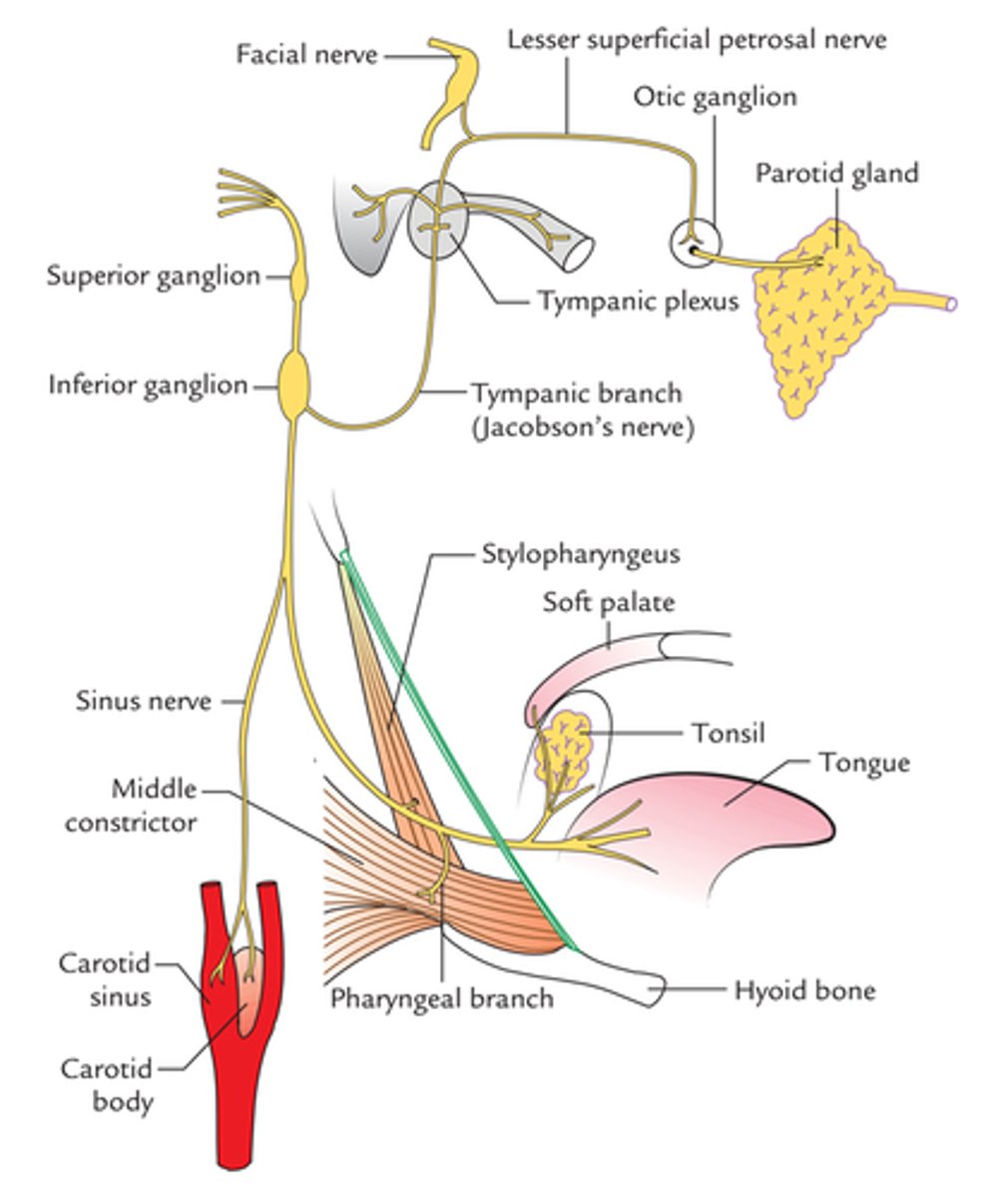<p>TYMPANIC BRANCH OF GLOSSOPHARYNGEAL NERVE , and arises from the inferior ganglion of the glossopharyngeal nerve. It also carries preganglionic parasympathetic fibres, from the inferior salivary nucleus, which eventually enter the otic ganglion.</p><p>Pathology:</p><p>- sinusitis </p><p>- tonsilitis </p><p>- pharyngitis </p><p>- pharyngeal tumour</p><p>- glossopharyngeal neuroma </p><p>Innervates </p><p>Nasal cavity</p><p>Nasopharynx</p><p>Paranasal sinuses</p><p>Palatine tonsils</p><p>Tonsillar fossa</p><p>Soft palate</p><p>Oropharynx</p><p>Posterior one-third of tongue</p><p>Infratemporal fossa</p>