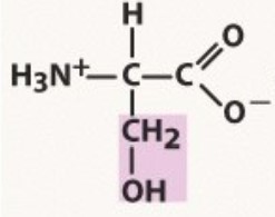 Polar uncharged
pKa 13.6
-OH no